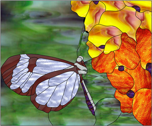 Glass Wing Butterfly